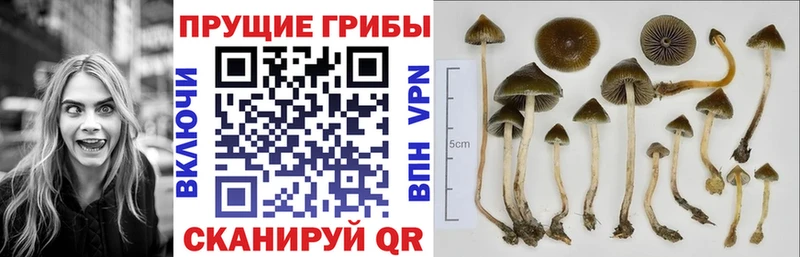блэк спрут онион  где купить   Северск  Псилоцибиновые грибы MAGIC MUSHROOMS 