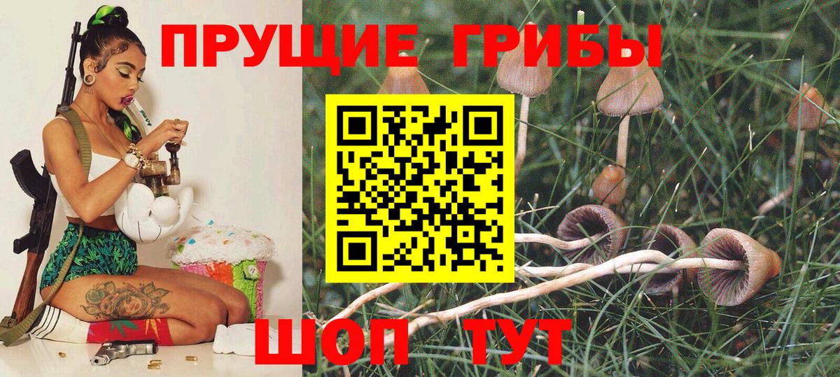 Северск  сколько стоит  Вход с VPN  Псилоцибиновые грибы Psilocybe 